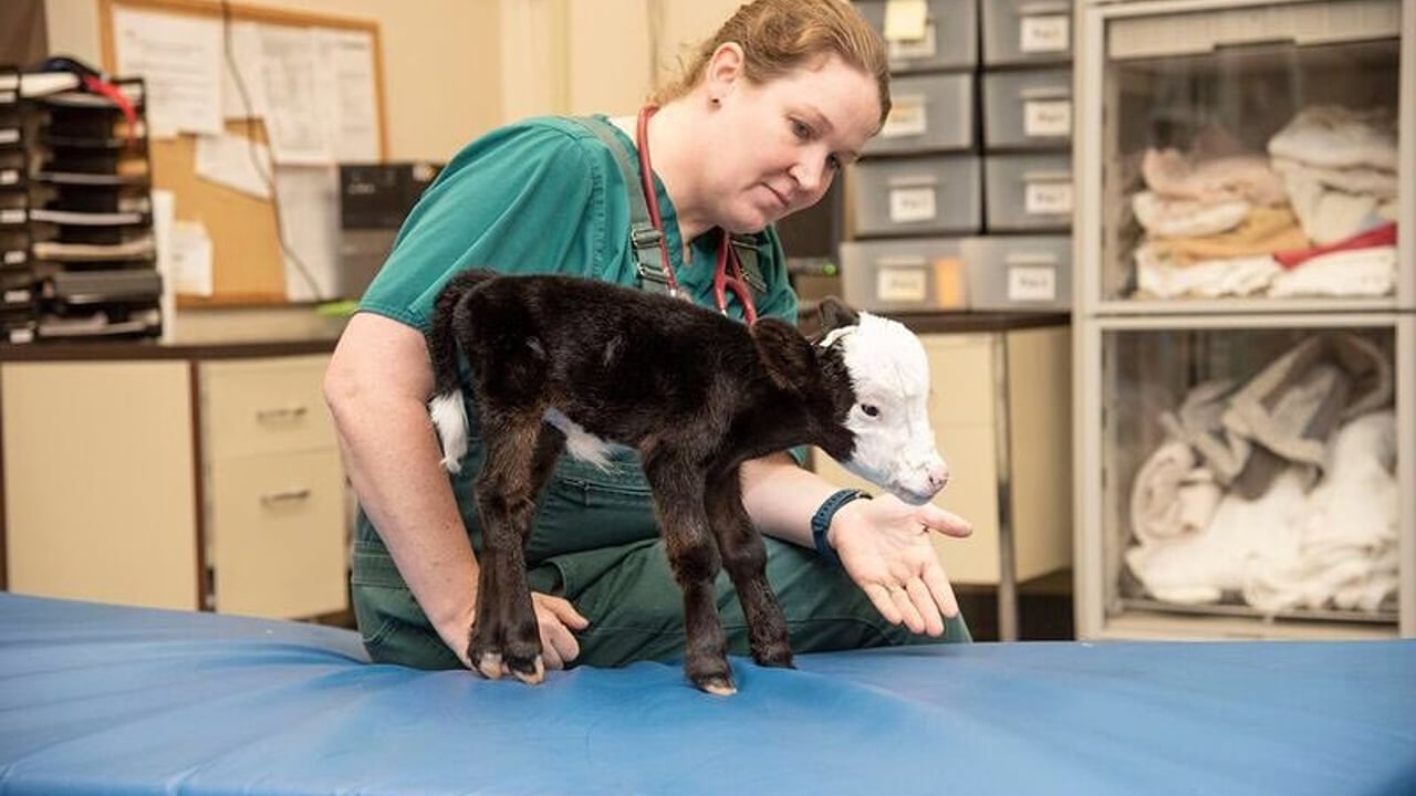 Image source: Mississippi State University College of Veterinary Medicine Facebook page