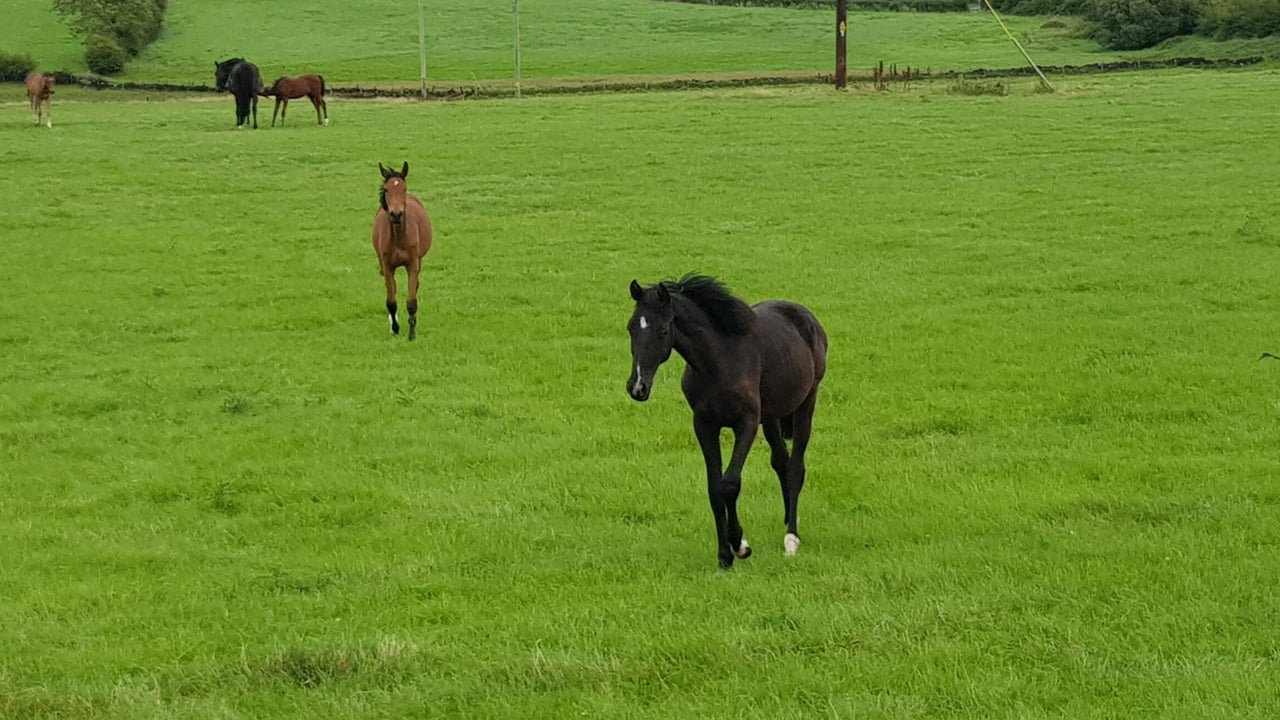 Minister launches scheme to improve horse traceability