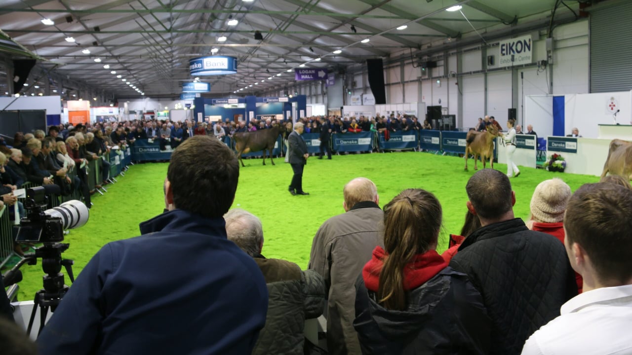 Winter Fair: Crowds flock to NI's flagship dairy show