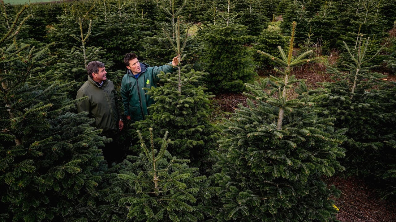 Real Irish Christmas trees: 'It wouldn't be the same without one'