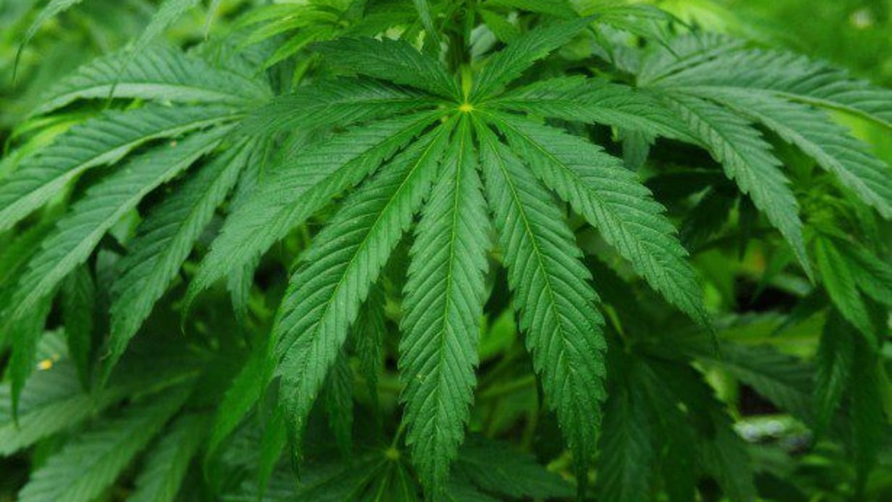 Keogh's Crisps confirms connection to cannabis grower