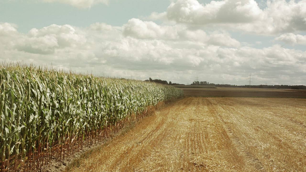 Global food commodity price index for December down 10%