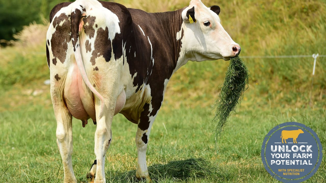 Fleckvieh x Holstein; first lactation; 7,538kg; 4.2% fat, 3.45% protein; 362 day projected calving interval