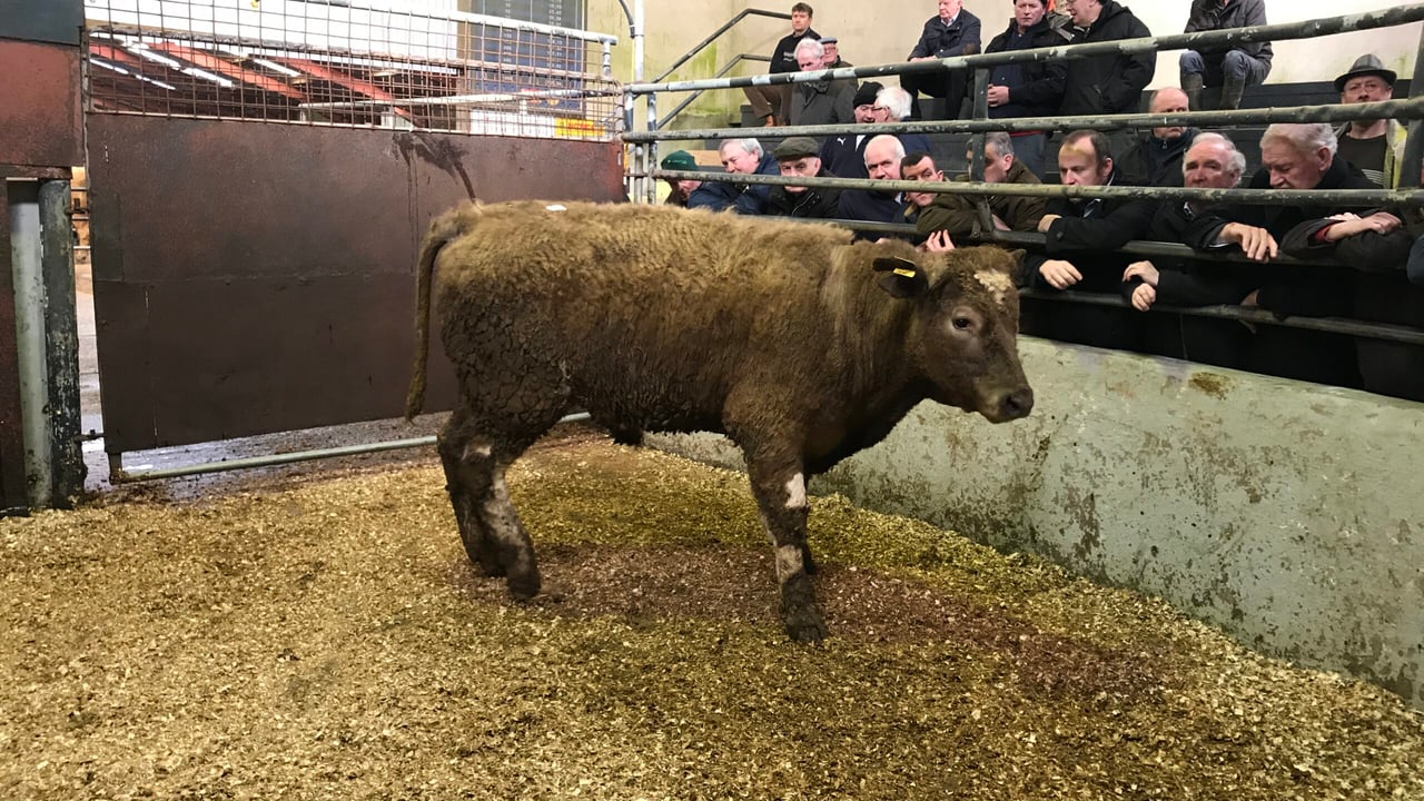 Mart trade: Quality of cattle presented for sale deteriorates