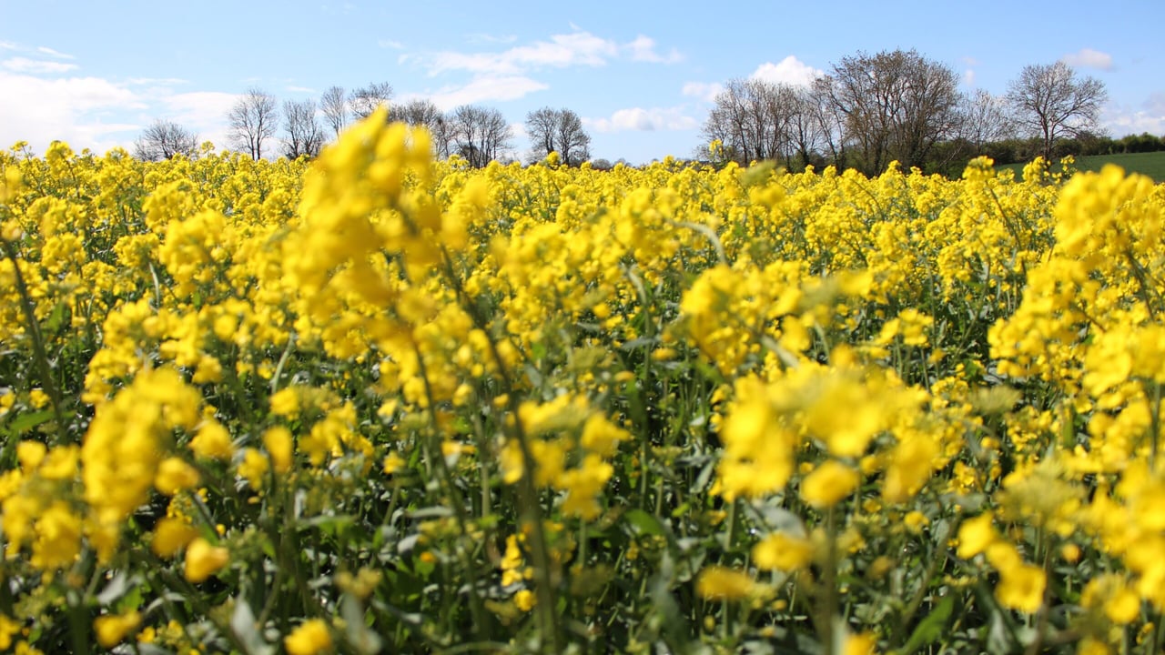 Tillage: New winter oilseed rape planting season upon us