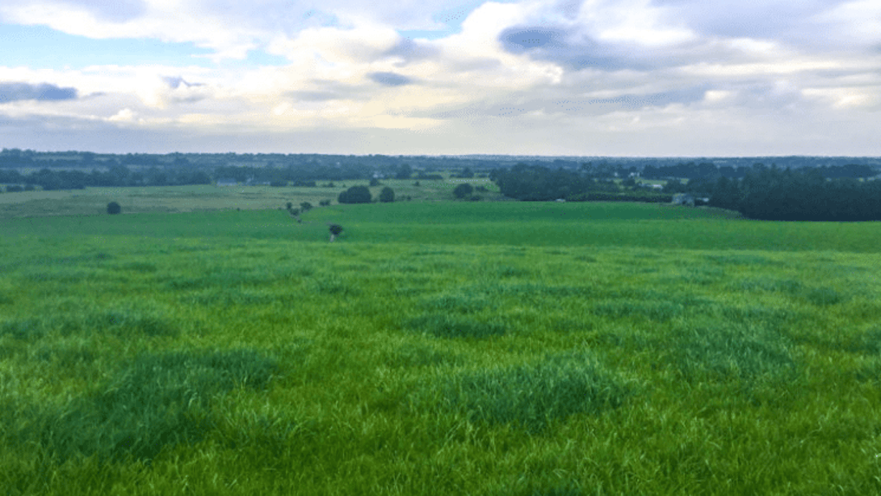 Where is the money in reseeding?