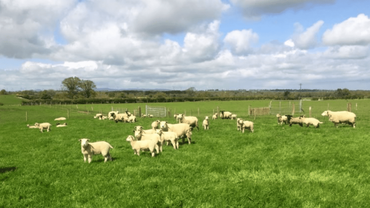 Higher lamb growth rate and less worms when grazing multi-species swards