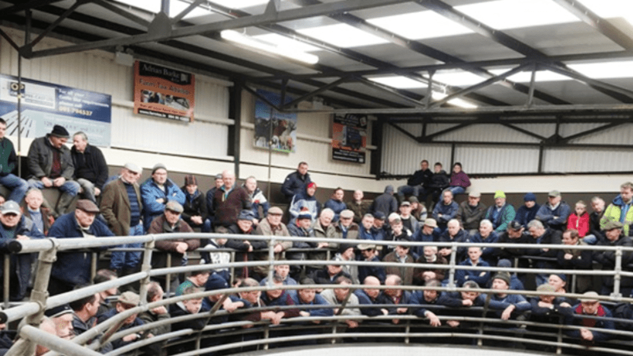 Heifers sell to a top price of €1,600/head at Ballinrobe Mart