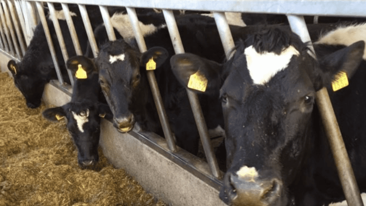 'Budget 2020 must fix farm income volatility' - ICMSA