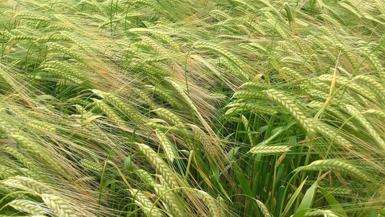 Turbulent times: Will the malting industry go the way of Irish-produced sugar?