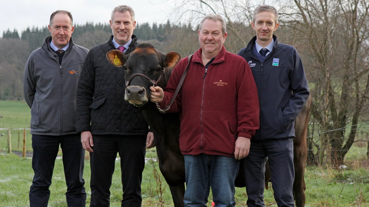 Clandeboye Estate to host Jersey cattle open day