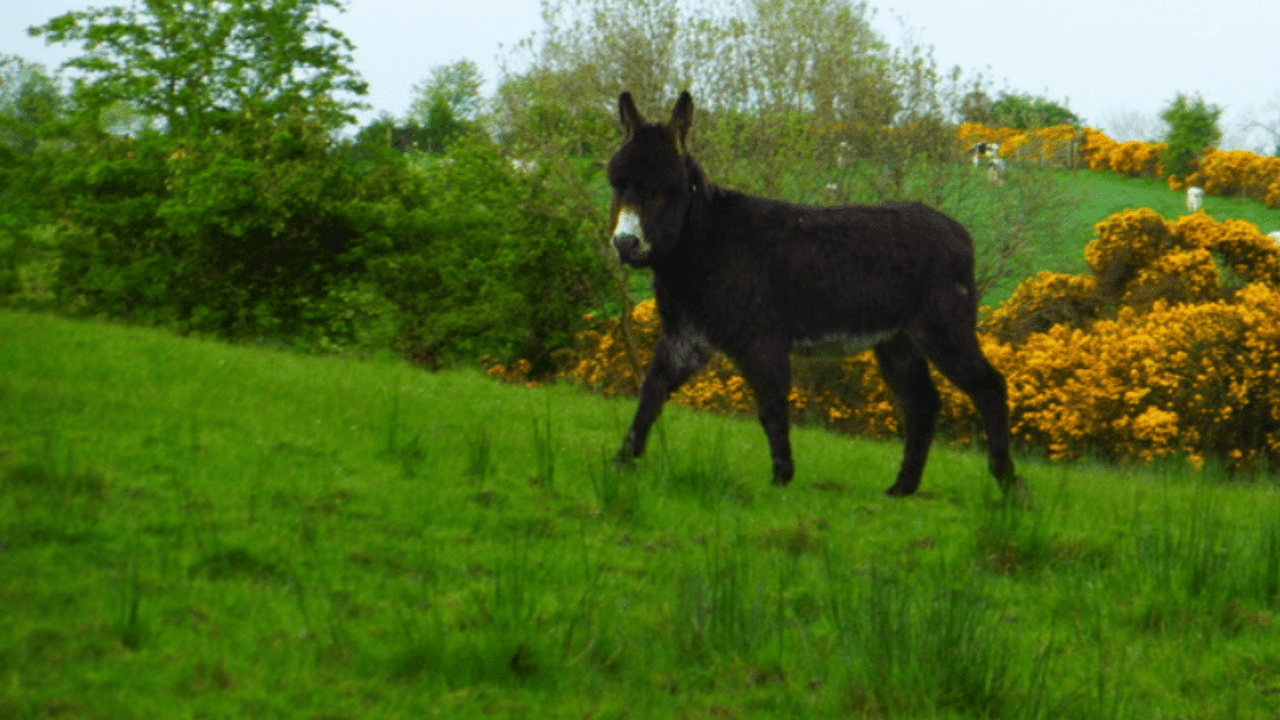 Changes in 2020 for donkey status in ANC eligibility