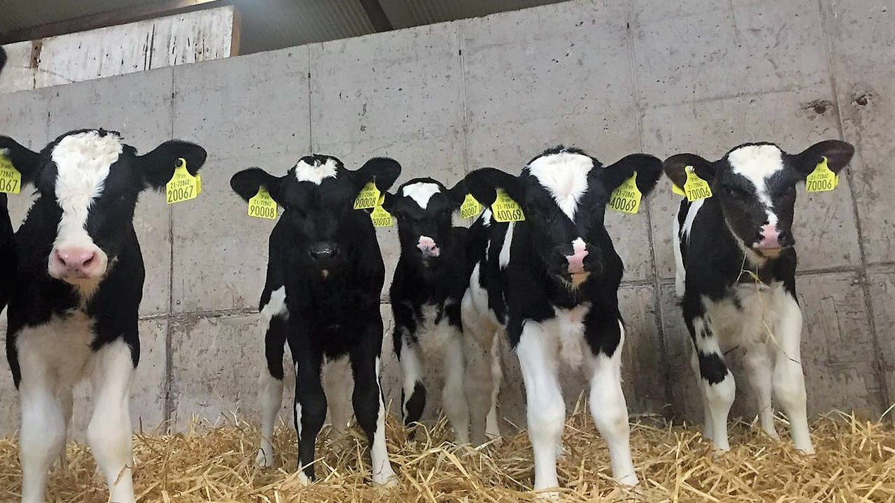 Calf trade: Friesian bull calves suitable for export 'making €30-60/head'