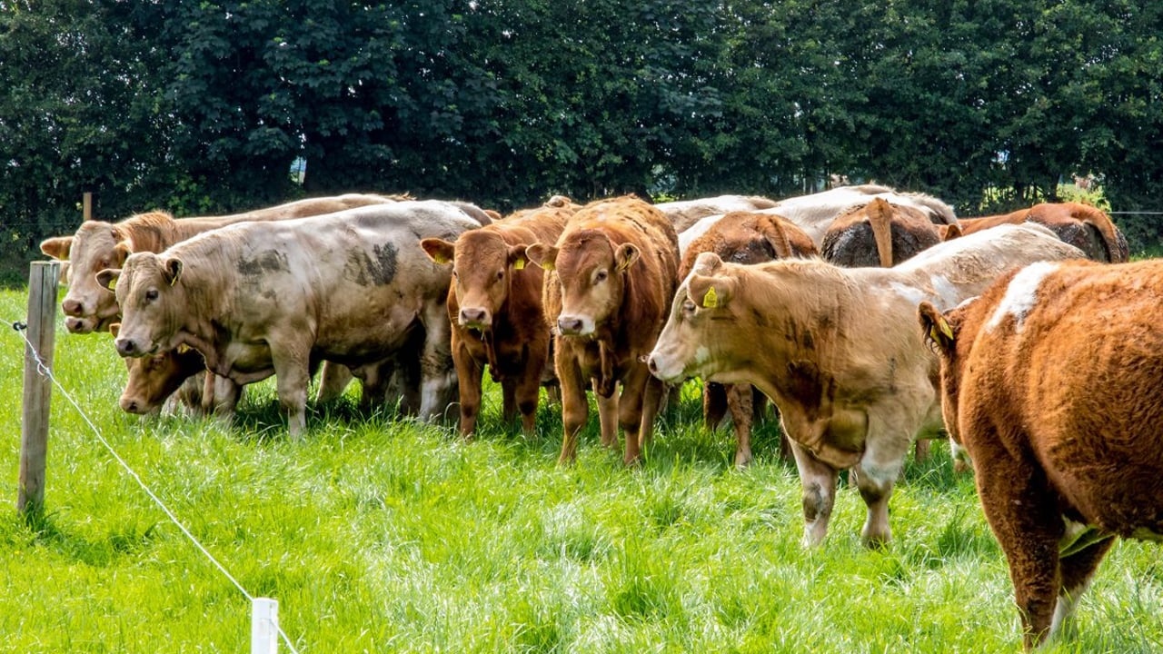 Algerian and Egyptian livestock buyers visit Ireland following export of 250 bulls