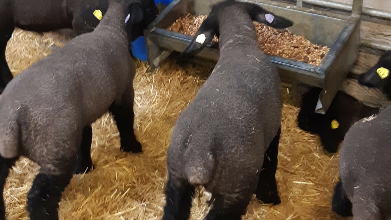 How Ewe-reka is helping to pay farm labour costs