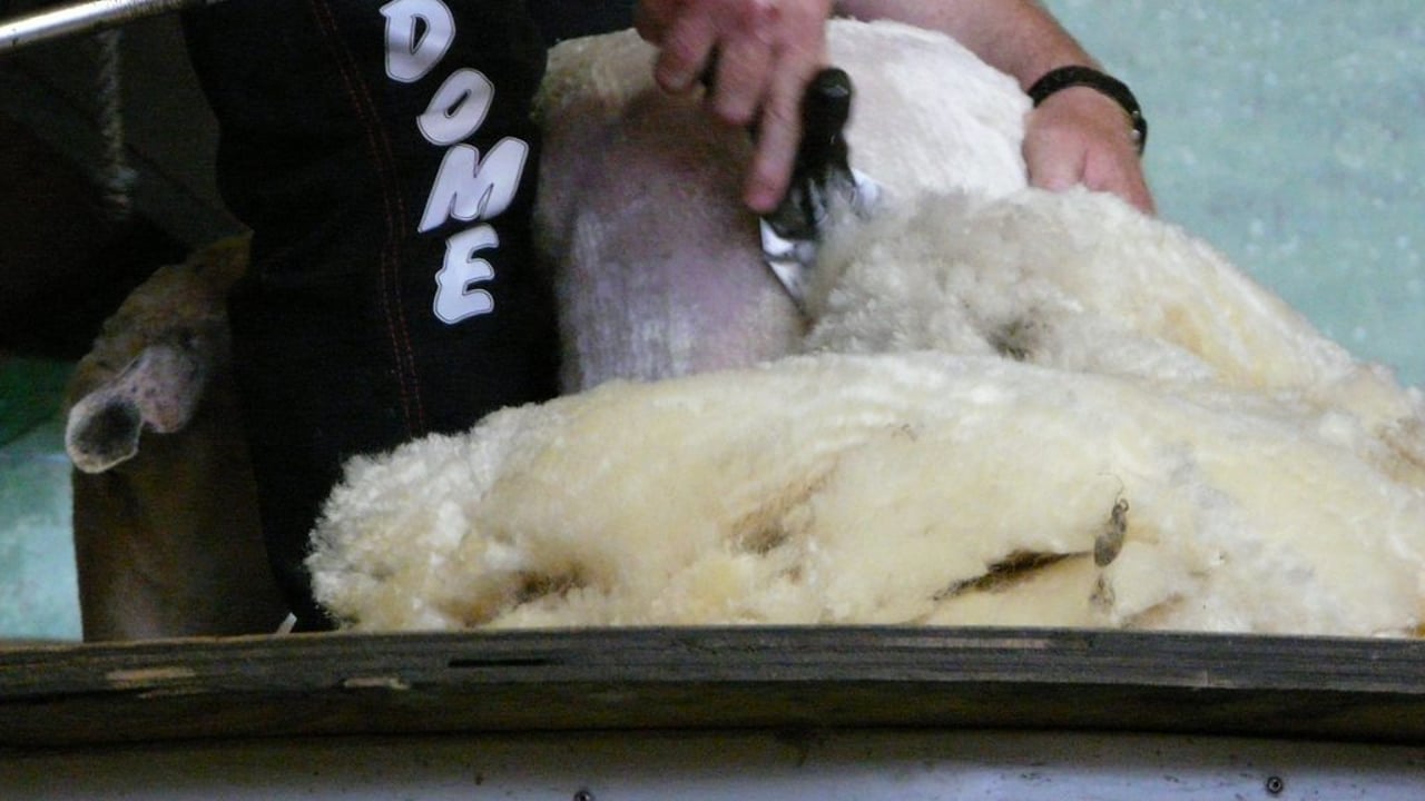 All-Ireland shearing championships set for Mountbellew