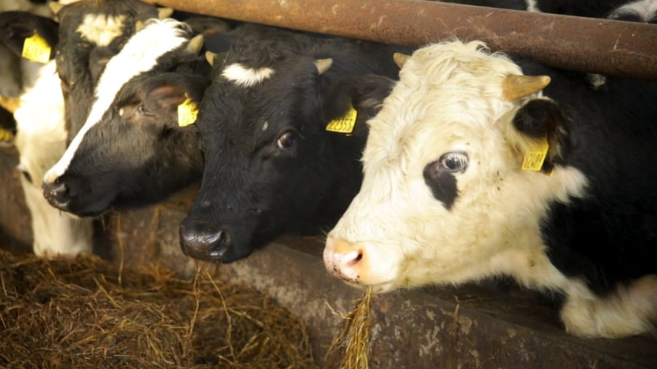 ICMSA warns: 'Processors must match dairy farmers' efforts on Dairy Beef Index'