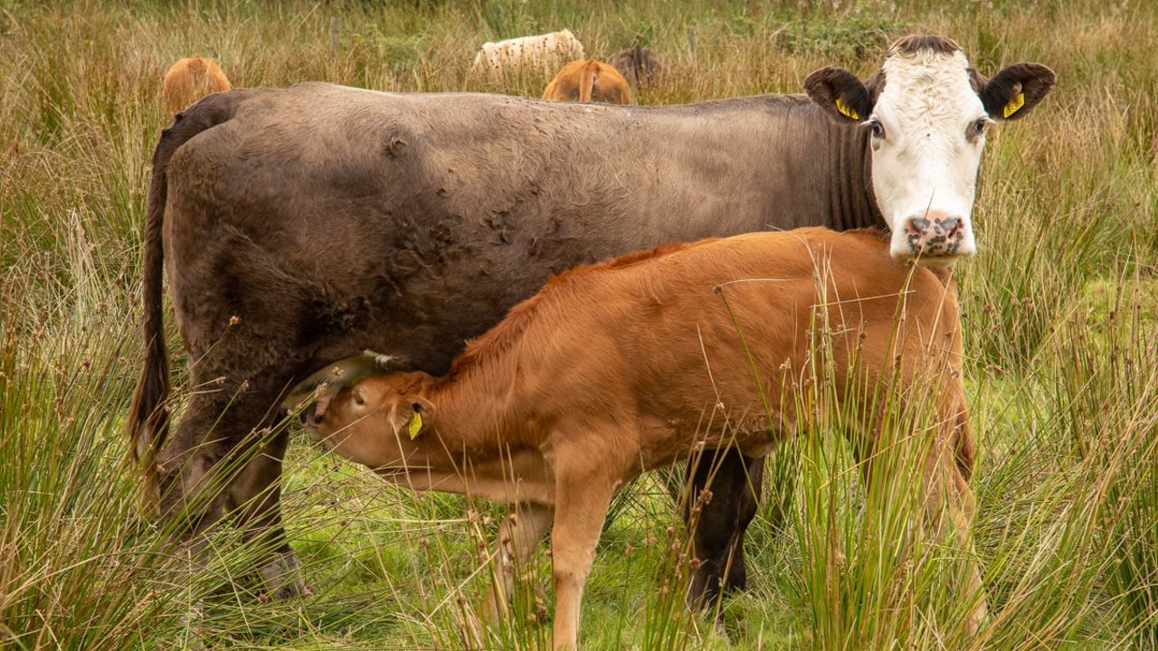INHFA calls for suspension of Climate Change Advisory Council