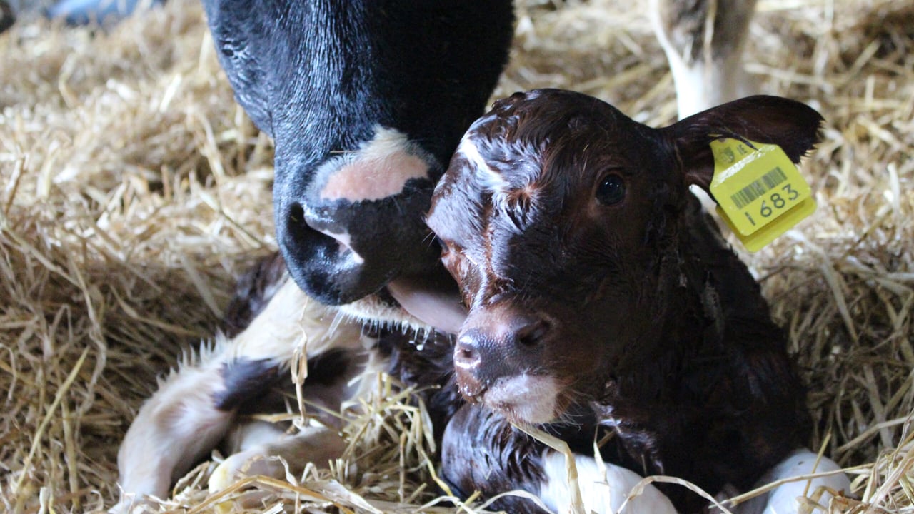 Michael Lawlor from Co. Kerry shared this snap of a new-born calf getting cleaned up by its 'mum'