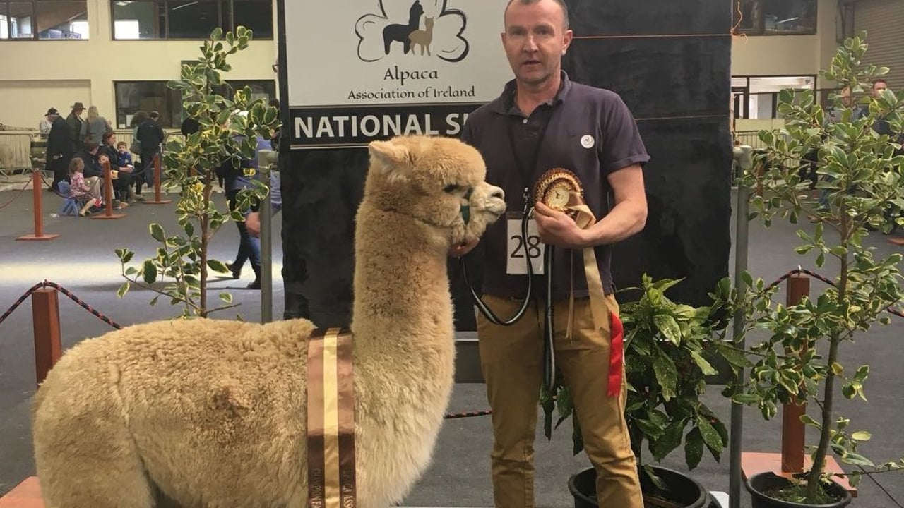 'Massive interest' as alpaca association hosts fleece show