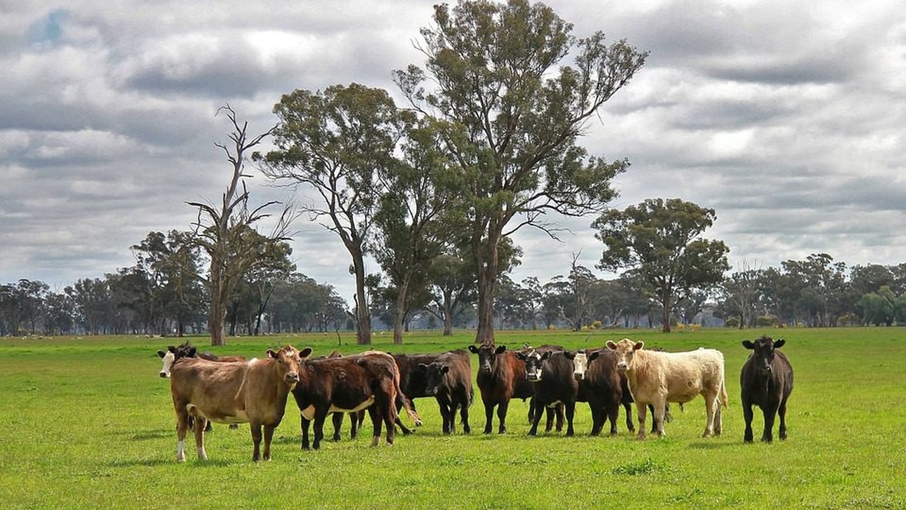 Major lift in cattle and lamb slaughter in Australia