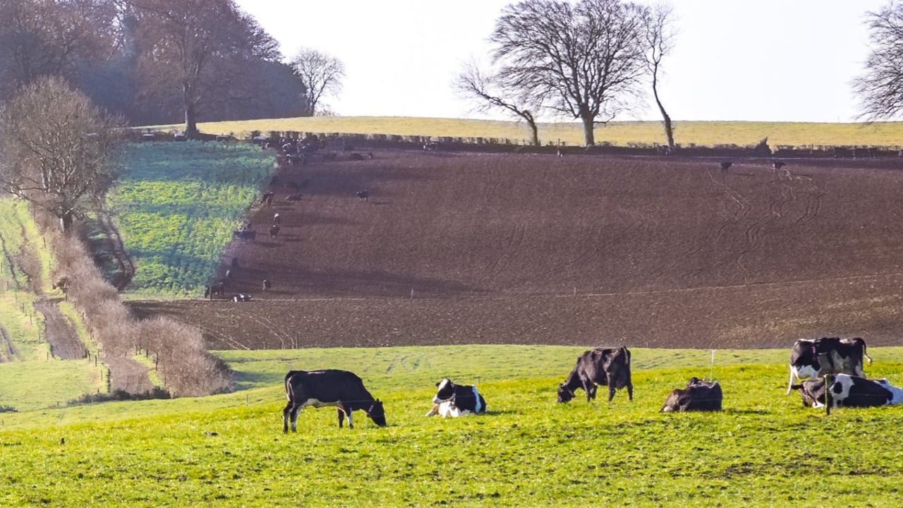Reseeding: Abergain tops the PPI list