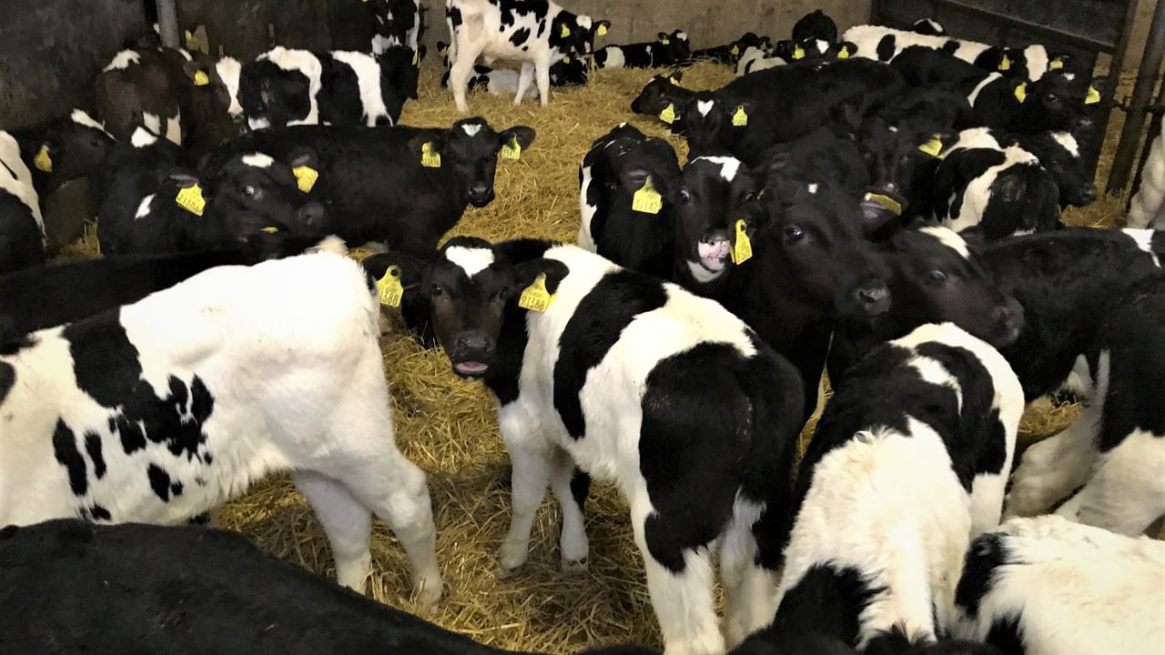 What is the answer to the impending calf tsunami due in spring 2020?