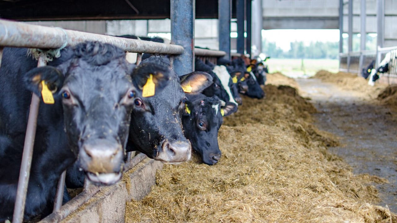 Breed packs announced for the 2020 Gene Ireland programme