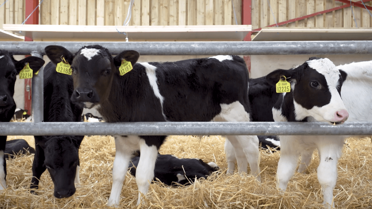 How to ensure you are giving replacement heifers the best start