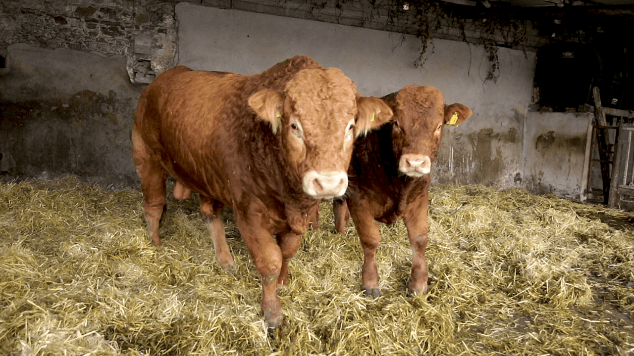 When is it appropriate to let out the stock bull?