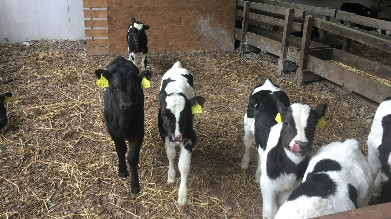 'Animal welfare comes first' - says department in lairage row