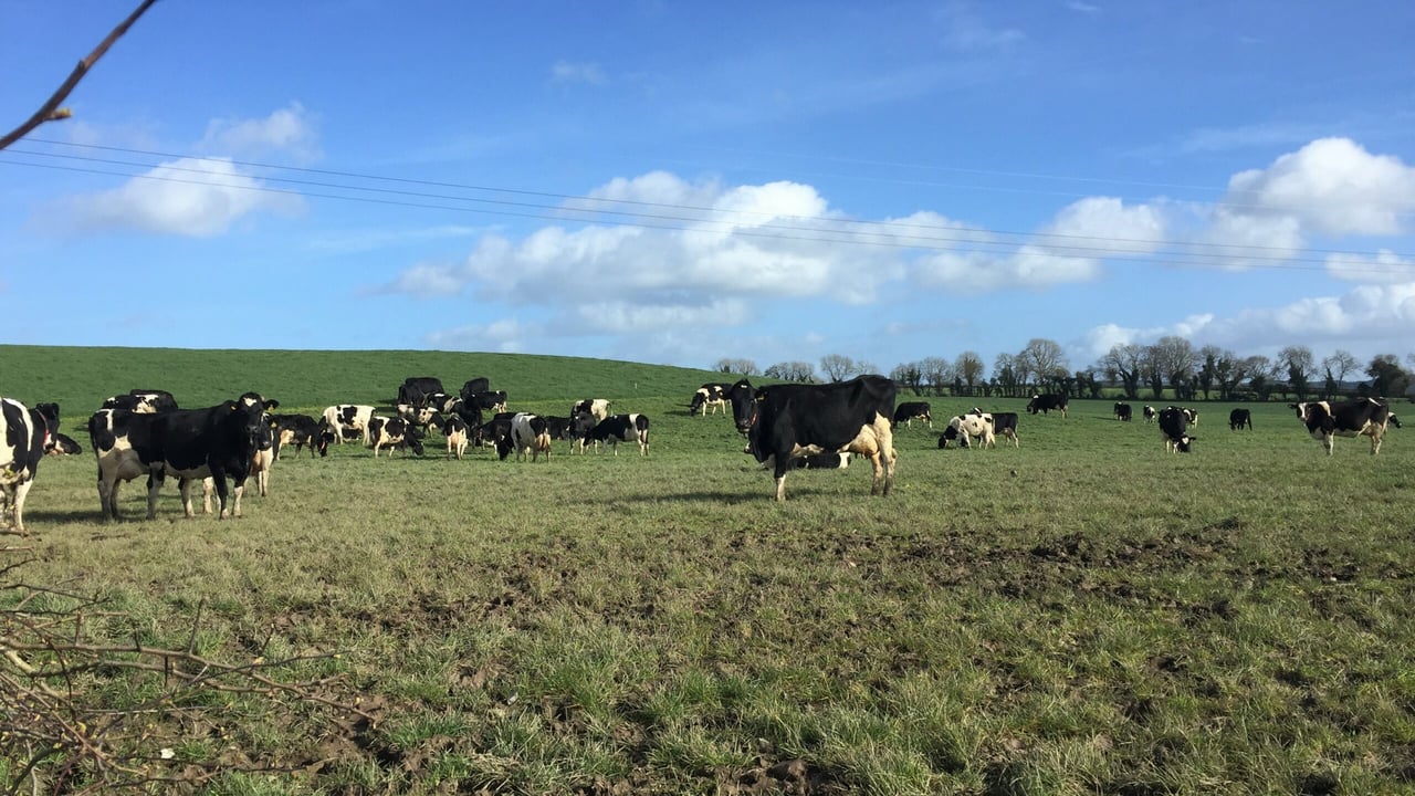 Grass growth: Heavy rain makes grazing even more challenging