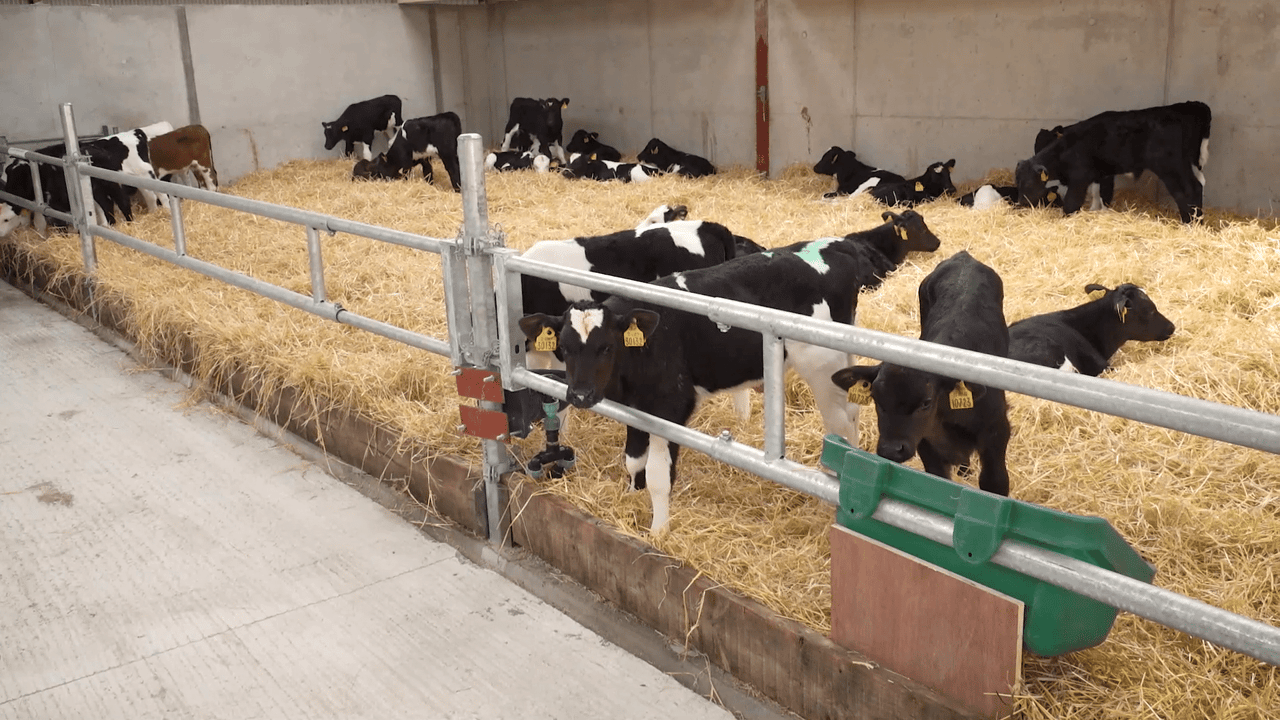 High standard of hygiene essential in calf shed this winter