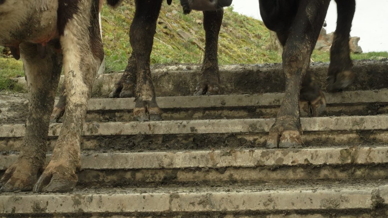 Lameness issues need to be a focus as breeding approaches