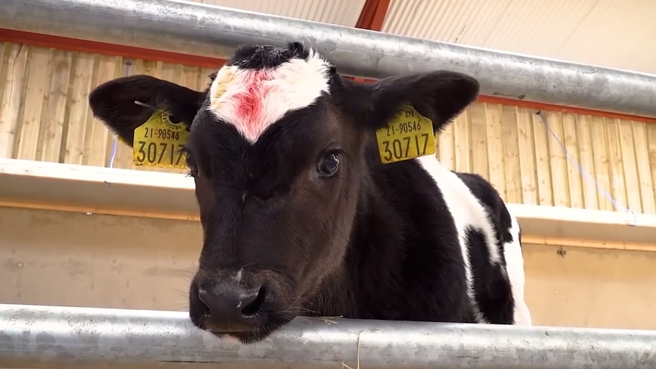 Teagasc Green Acres Calf to Beef: Feeding calves correctly