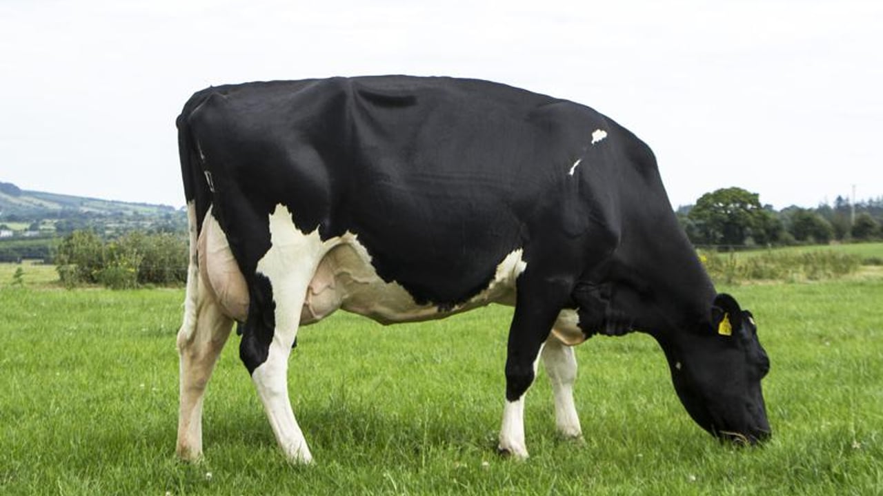 Image source: Progressive Genetics