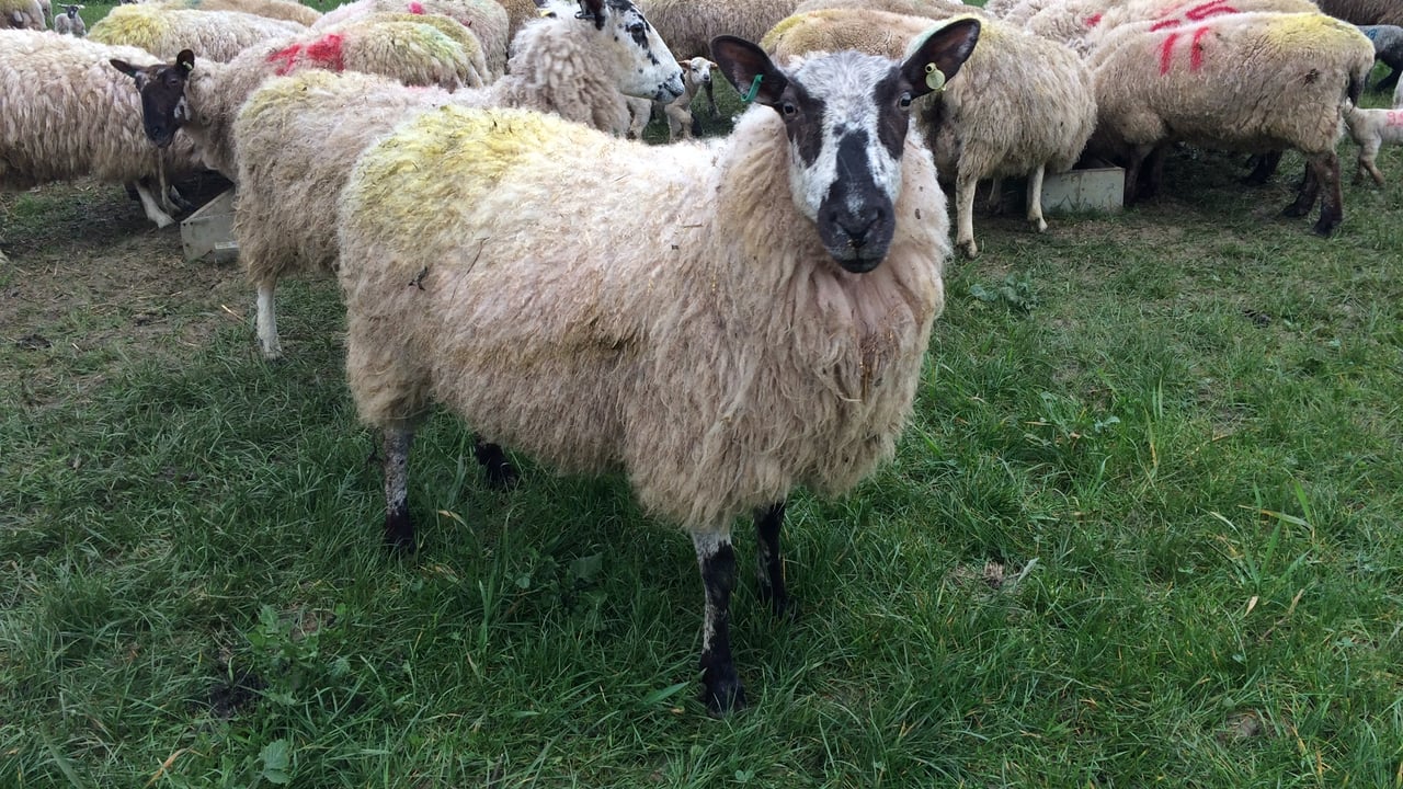 Managing nutrition and internal parasites around lambing time
