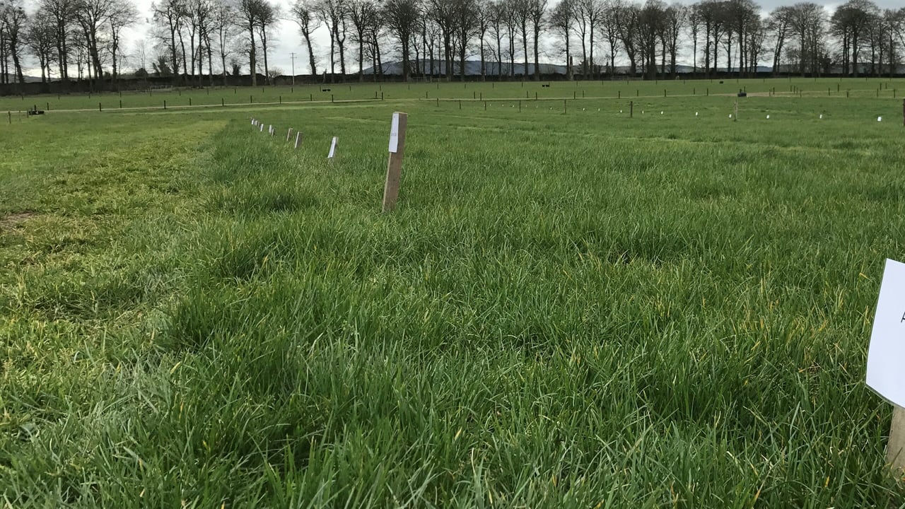 Grazing trials at Teagasc Moorepark