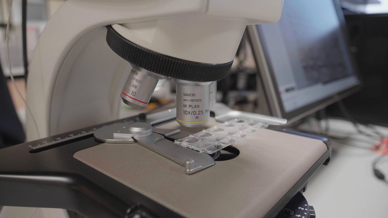 EU gene-editing ruling - 'virtually impossible to enforce'