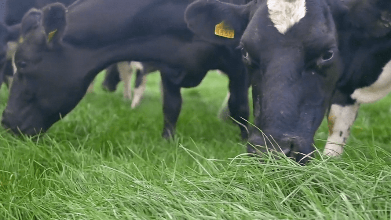 Video: How this Co. Tipperary farmer gets the most out of his swards