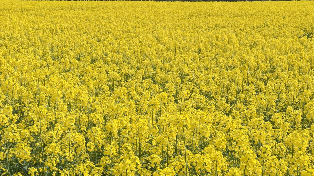 Oilseed rape in flower in April. Image source: O'Gorman Photography