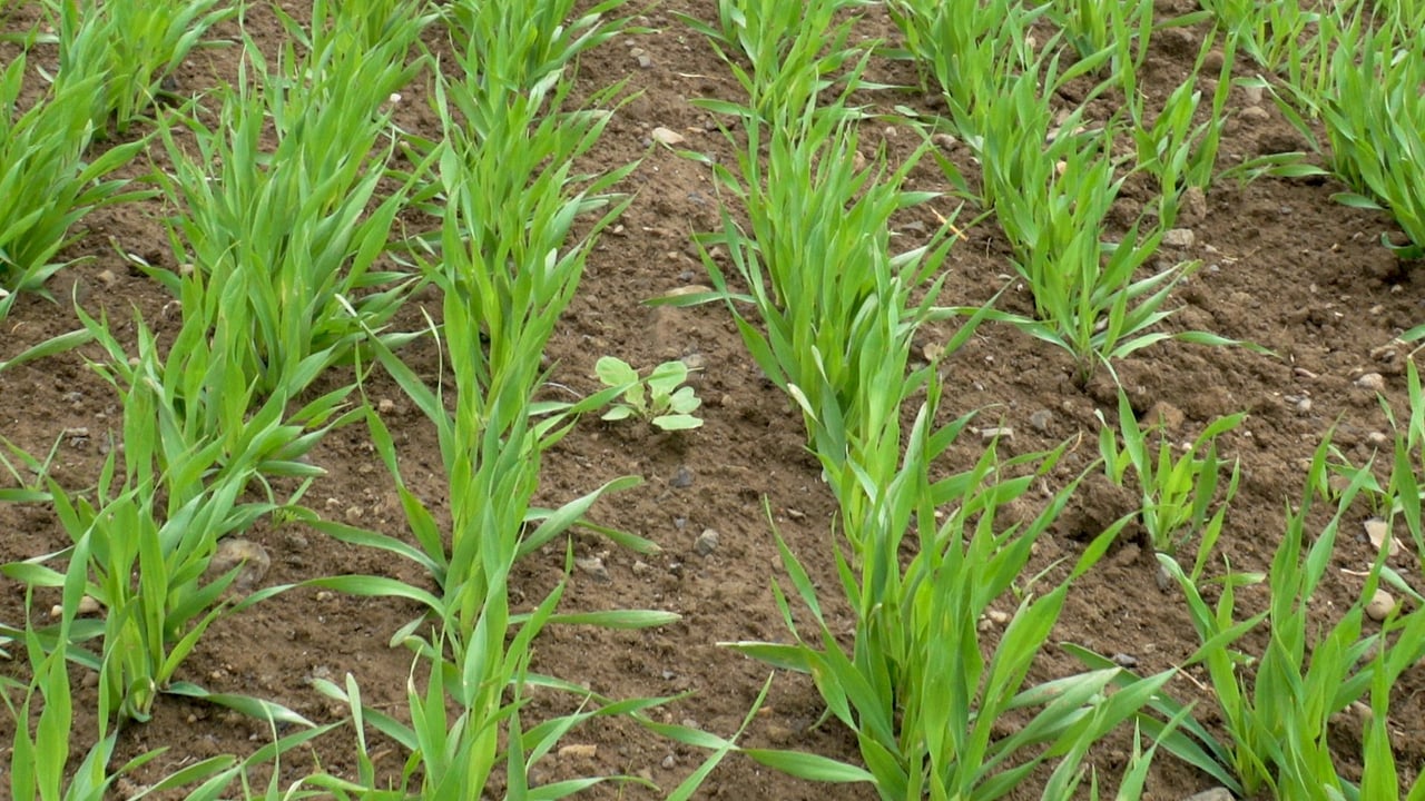 New international partnership established to combat weeds
