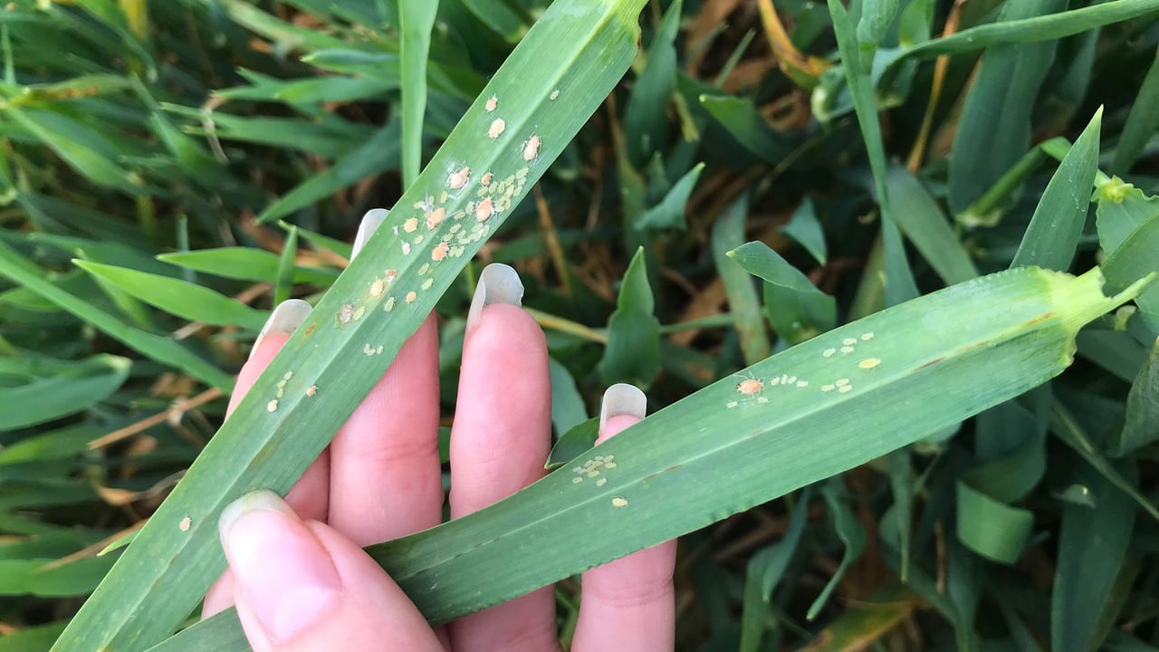 Tillage: Assessing the threat posed by aphids in cereals