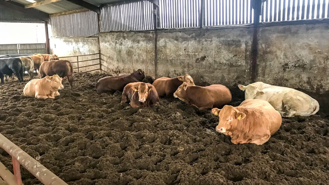 Under-16 month bulls gaining 1.9kg/day on ad-lib feeding. Age 14 months