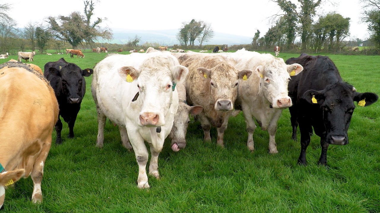 FARM SMART: How this Tipperary farmer manages his sucklers at home and abroad
