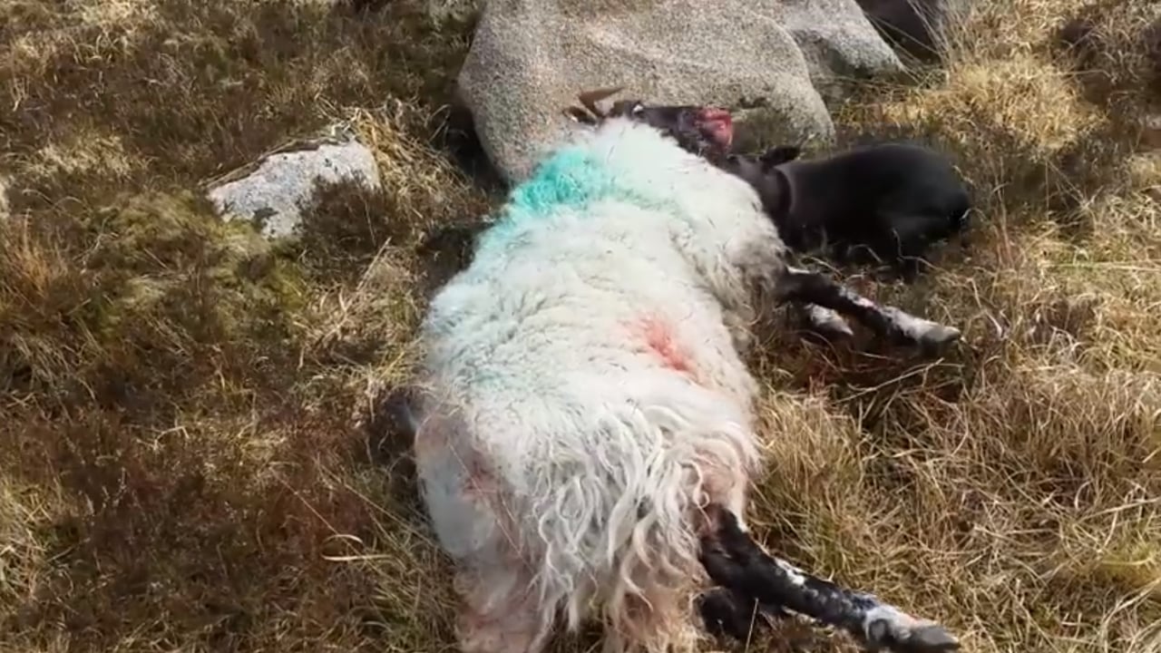 More needed to protect livestock from dog attacks - farm orgs
