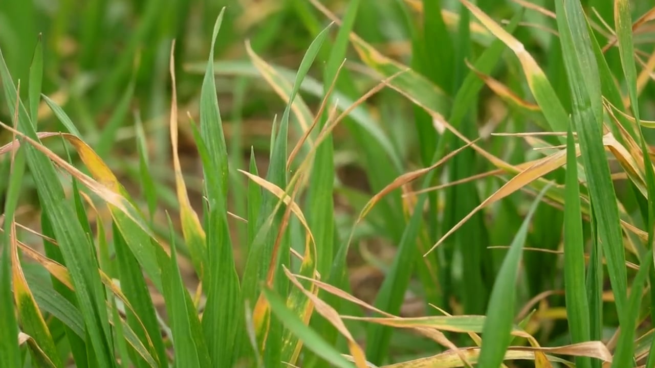 CROPS WATCH: Yellow rust a concern on winter wheat