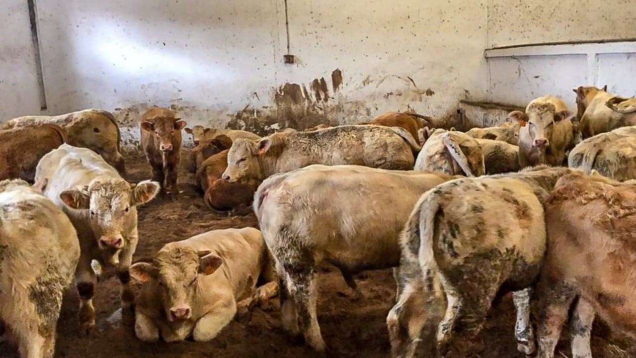 Live exports: Irish slaughter-weight bulls a step closer to Algerian market