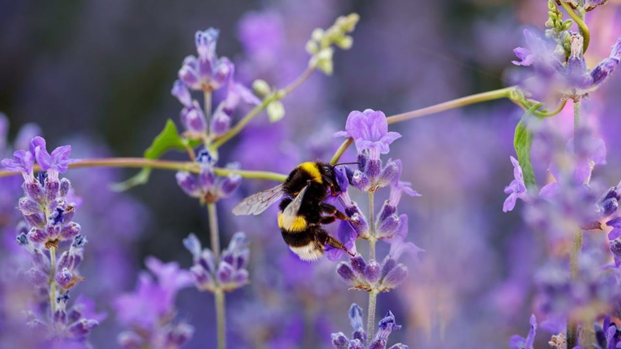 Biodiversity project in Wicklow aimed at farmers and nature
