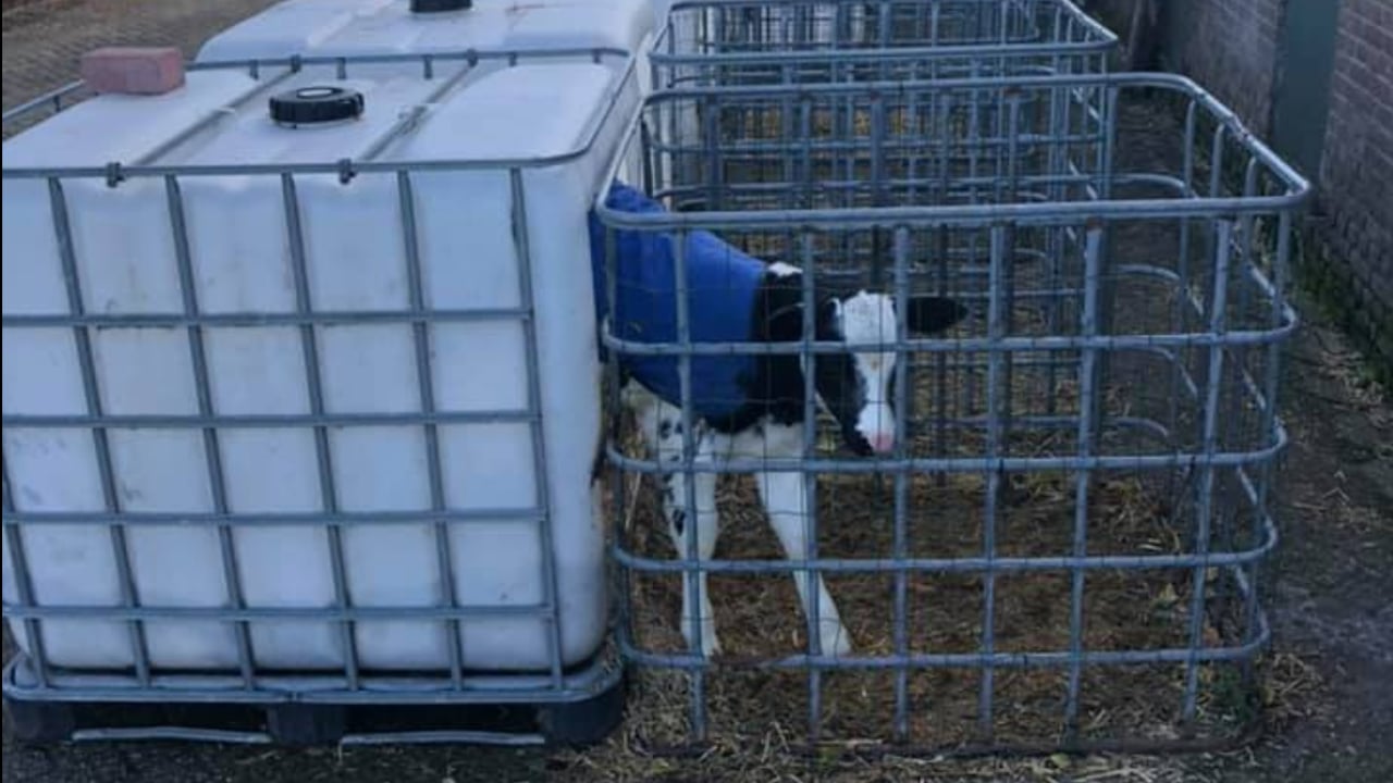 IBC tanks get new lease of life in calf pen conversion